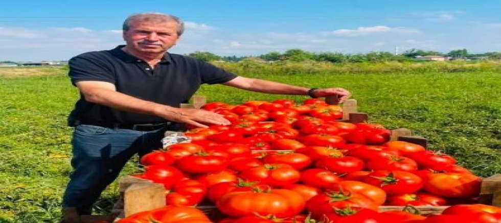 Mustafakemalpaşa'da Domates Hasadı Başladı