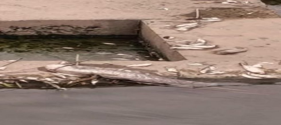 Mustafakemalpaşa Deresi’nde Binlerce Balık Ölü Bulundu