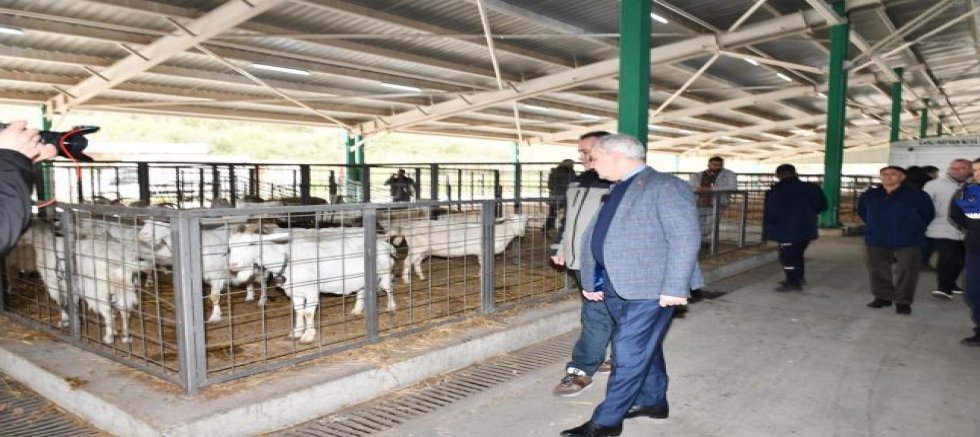 Mustafakemalpaşa Hayvan Pazarı Yeniden Açıldı