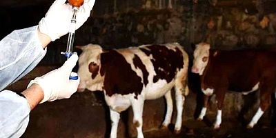 Mustafakemalpaşa’da Şap Karantinası Kısmen Kaldırıldı